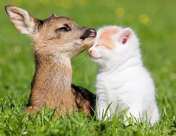 cute-little-precious-animals-pixdaus-baby-deer-adorable-animals-precious-animals-animal-friends-baby-animals-fawn-kitten-deer-snuggling-furry-friends